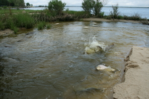 Carp in Hambrooks Bay