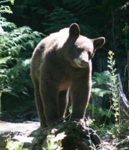 Brown Bear by K. S. Brooks