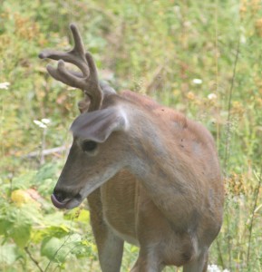 young buck by KSBrooks