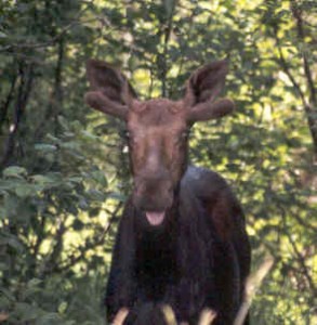 Moose Photo by K.S. Brooks