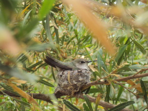 Googles Hummingbird