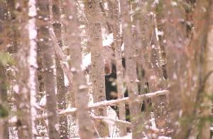 peeping moose maine 1997