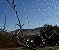 120px-Dew_drops_on_spider_web