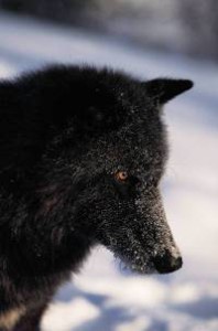 Wolf-1