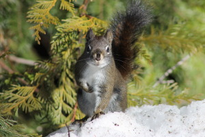 Red Squirrel, Washington State 031814
