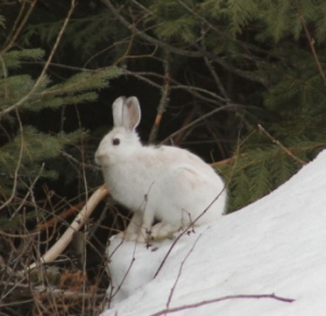 Boots the snowshoe hare by K.S. Brooks