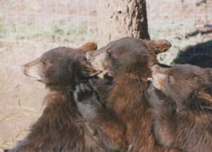 bear cub ear grooming SD 1995