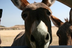 wild donkeys custer state park 101408
