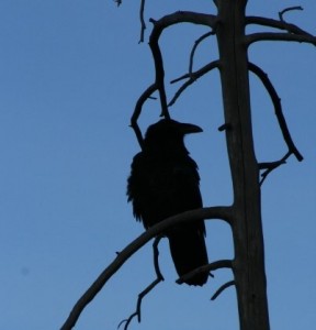 yellowstone raven 102008