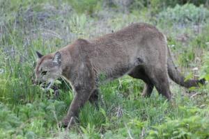 Cougar Copyright KSBrooks IMG_0446