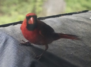 Cardinal_2