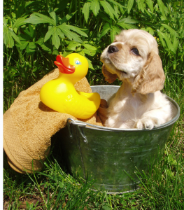 Puppy Bath