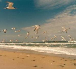 Canaveral Seashore Copyright K. S. Brooks