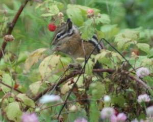 chipmunk