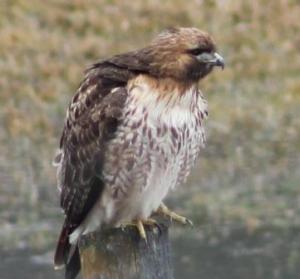 hawk at cattle ranch