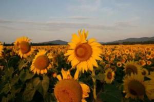 safflower field 081013