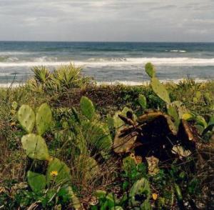 canaveral seashore