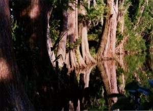 Cypress Reflection, Magnolia Swamp Gardens, Copyright K. S. Brooks