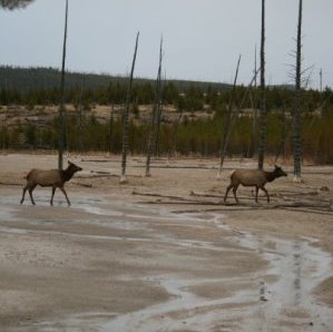 Elk in Yellowstone Copyright K. S. Brooks