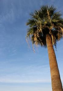 Flash Fiction prompt 015 leaning palm COMP