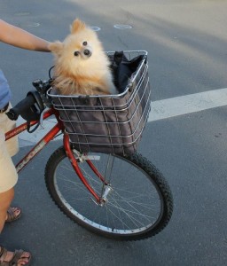 Calistoga Basket Dog writing prompt photo copyright K. S. Brooks.