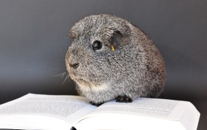 discount print book guinea-pig