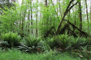 flash fiction writing prompt north quinault rainforest may 2015 k s brooks all rights reserved