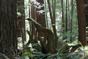 Flash Fiction Prompt copyright KS Brooks all rights reserved 2014 May Day 3 Armstrong Redwood Dino Tree Flash Fiction Prompt