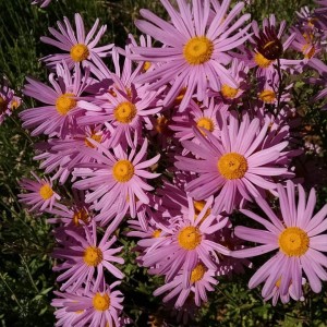 Pink Daisies Flash fiction writing prompt Sept 2015 all right reserved KSBRooks