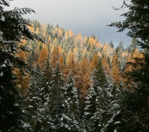 Frosted Tamaracks flash fiction writing prompt by KS Brooks ALL RIGHTS RESERVED122911 peek