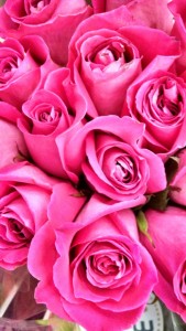 pink roses Flash Fiction writing prompt copyright KS Brooks