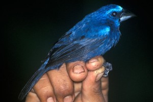 A real Blue Bird not a twitter bird