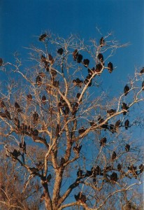 flash fiction writing prompt deleon vultures 1998