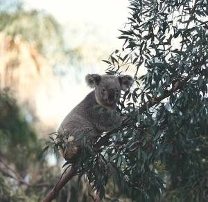 flash fiction writing prompt koala cali 1993