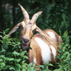 goat-620474_960_720