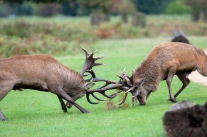 Conflict makes a story better stags