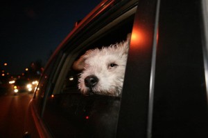 Mr Pish riding in the limo February 2013 Flash Fiction Writing Prompt