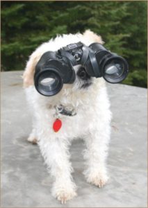 Mr Pish looking through binoculars in Mr Pish's Woodland Adventure