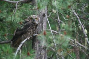 Flash fiction writing prompt copyright KS Brooks great horned owl 081713