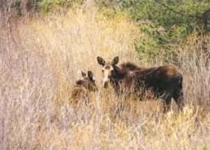 colorado mommy moose flash fiction prompt copyright ksbrooks