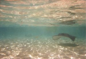 grand cayman stingray island 1998 flash fiction writing prompt copyright ksbrooks