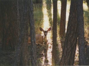 deer-near-center-lake-black-hills-sd-1995-flash-fiction-ksbrooks-copyright