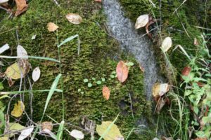 flash fiction writing prompt leaves-on-moss-colville-101213