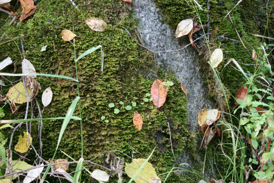 flash fiction writing prompt leaves-on-moss-colville-101213