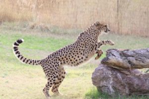 phoenix zoo cheetah 2017 flash fiction writing prompt copyright KSBrooks