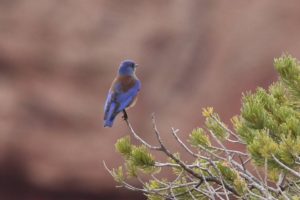 flash fiction prompt canyon de chelly 01180017 flash fiction writing prompt copyright ksbrooks