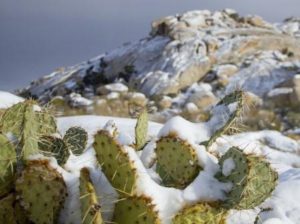 snow on cactus