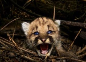 sad author baby-cougar-1065101_960_720
