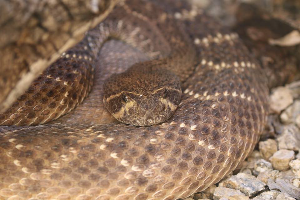 sonoran desert museum snake copyright KS Brooks