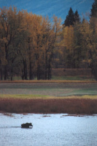 kootenai moose